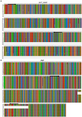 A new multiplex PCR for the accurate identification and differentiation of Salmonella enterica serovar Gallinarum biovars Pullorum and Gallinarum